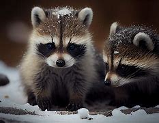 Image result for Raccoon Kits