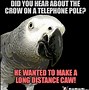 Image result for Bird Humor