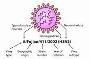 Image result for Orthomyxovirus