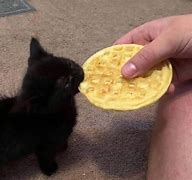 Image result for Sora Cat Sony