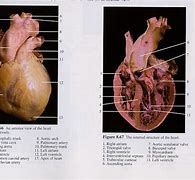 Image result for Pig Heart Labeled