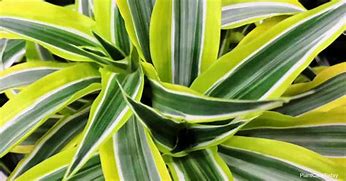 Image result for Dracaena Limelight