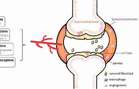 Image result for What Is Synovial Membrane