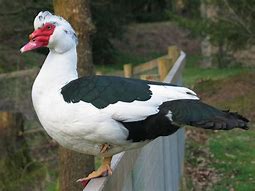 Image result for Sulky Duck