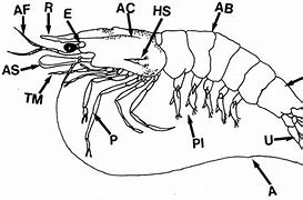 Image result for Prawn Structure