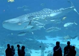 Image result for Atlantic Aquarium Bloop