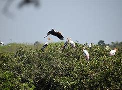 Image result for Sky with Birds Flying