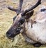 Image result for Car Reindeer Antlers