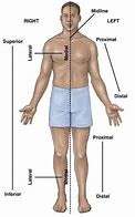 Image result for Anatomical Position Blank Diagram