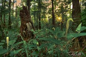 Image result for Lakes Near Beaumont TX