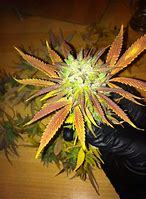 Image result for OG Kush CBD