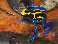 Image result for Rainbow Dart Frog