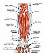 Image result for Sistema Mano Brazo