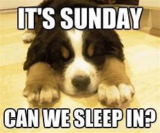 Image result for Sunday Dog Memes