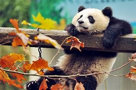 Image result for Background Wallpaper for Laptop Graffiti Panda