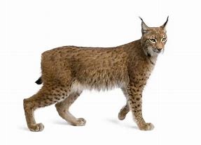 Image result for Lynxes Animal