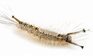 Image result for Tussock Moth Caterpillar Habitat