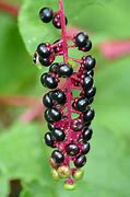 Image result for Poke Berry Plants