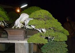 Image result for Bonsai at Night