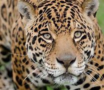 Image result for Jaguar Photography