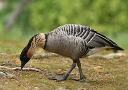 Image result for Branta