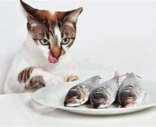 Image result for Cat Eating Raw Fish