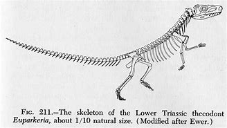 Image result for Thecodont