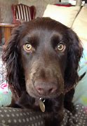 Image result for Brown English Cocker Spaniel