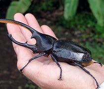 Image result for Hercules Beetle Pupa