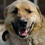 Image result for Dog Dental Tartar