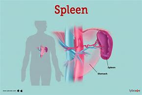 Image result for Spleen in Human Body