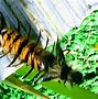 Image result for Tussock Moth Caterpillar Poisonous