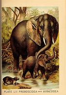 Image result for Old Elephant