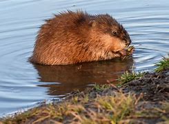 Image result for Muskrat Wallpaper