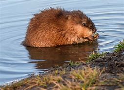 Image result for Show Me a Picture of a Muskrat