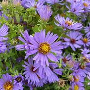 Image result for Aster October Skies