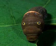 Image result for Caterpillar Tiger Swallowtail Pupa