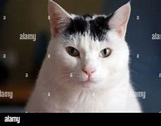 Image result for White Cat Staring