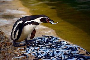 Image result for Linux Penguin Eating Fish