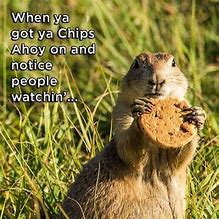 Image result for Funny Prairie Dog