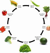 Image result for Crop Rotation