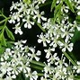 Image result for Hemlock Pics