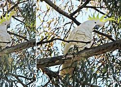 Image result for sulphur crested cockatoo habitat