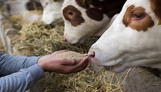 Image result for Beef Cattle Feed