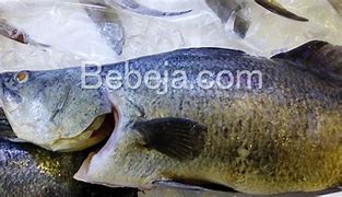 Image result for Ikan Kakap Putih Jantan