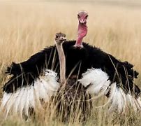 Image result for Ostrich Dance