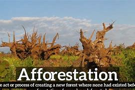 Image result for Afforestation