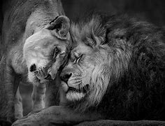 Image result for Black and White Photography Art Love