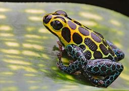 Image result for Poisonous Pink Frog