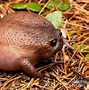 Image result for African Rain Frog